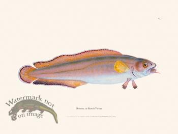 041 Brosme, or Skotch Torsks